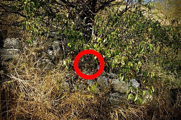 Посмотреть ответ: