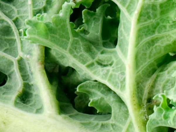 10. Догадываетесь, что это?