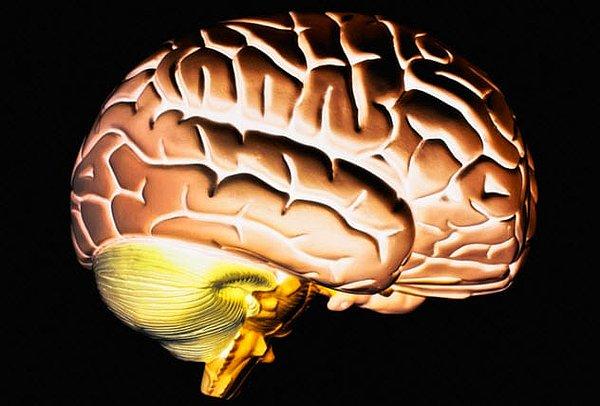 Son yıllarda hayati organımız beyin üzerinde kapsamlı çalışmalar yapılıyor. Bu çalışmalar hem birçok hastalığı hem de beynin işlevselliğini ele alıyor.