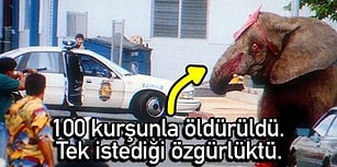 Kapatın Dünyayı, Gidiyoruz! İnsanın En Acımasız Canlı Olduğunu Gösteren Manzaralar