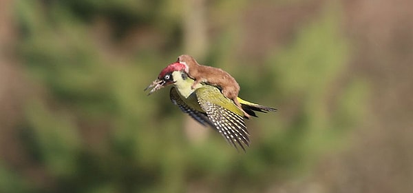 2. Какому писателю принадлежит эта фраза: "Рожденный ползать - летать не может"?