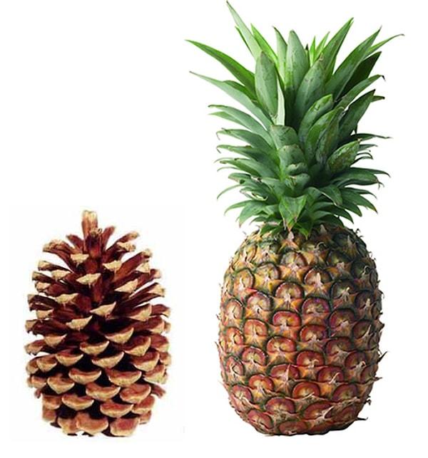 10. Ananasın İngilizcesi olan "pineapple" Çam kozalağına (pine cone) benzediği için bu ismi aldı.