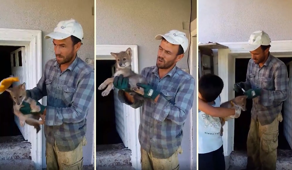 Kümesine Dadanan Çakal Yavrusuna Nasihat Verip Aşısını Yapan Güzel İnsan
