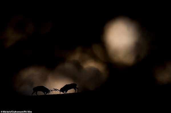 13. «Воображаемая дуэль», фотограф: Мишель Дултремо, Бельгия. Победитель в категории «Восходящая звезда».