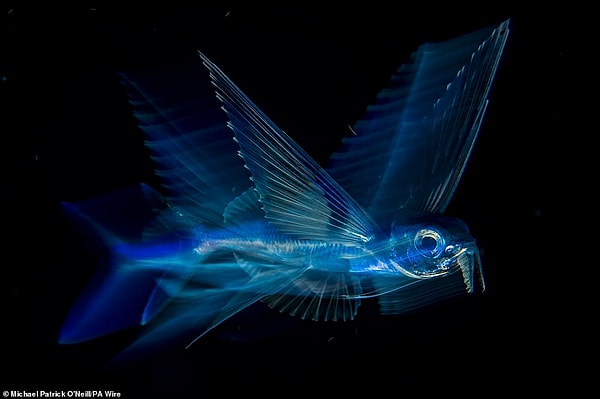 14. «Ночной полёт», фотограф: Майкл Патрик О’Нил, США. Победитель в категории «Под водой».