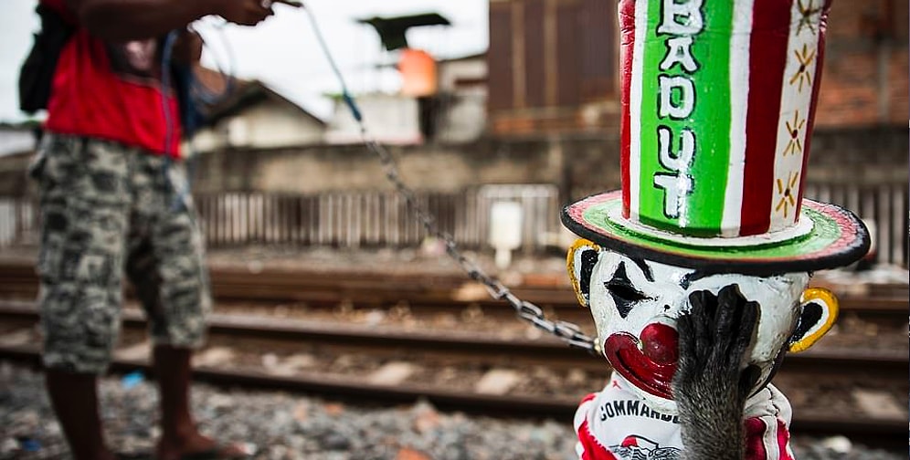 Объявлены победители фотоконкурса «Wildlife Photographer of the Year 2018»