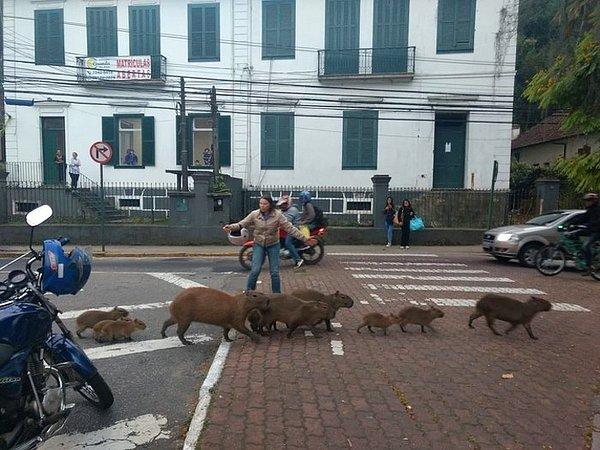 4. Brazilya'da bir kadın, trafiği durdurup hayvanların güvenle karşıya geçmelerini sağladı.