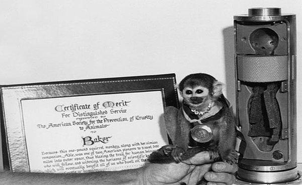 5. 1959'da uzaya gidip sağ salim dönen ilk maymun Baker ise burada diplomasını alıyor.