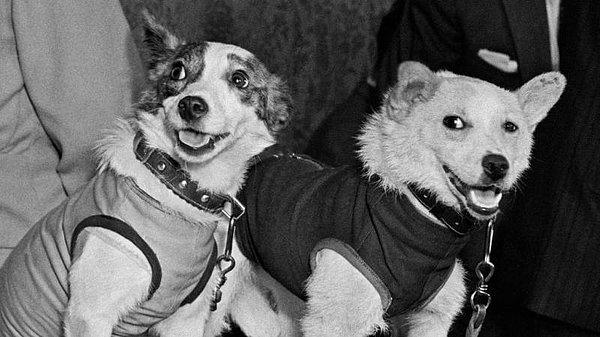 6. Belka ve Strelka adlı köpekler Dünya etrafında bir yörüngede dolanıp sağ salim yere dönen ilk canlılar oldular.