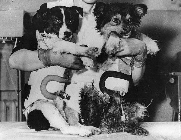 10. Veterok ve Ugolyok isimli iki köpek 1966 yılında 22 gün uzayda kaldıktan sonra sorunsuz bir şekilde yere ulaştılar. Uzayda geçirilen bu süre rekoru insanlar tarafından ancak 1974 yılında kırılabildi.