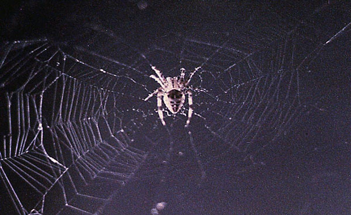 Огромный паук в космосе. Паутина Тавакони. Паук крестовик плетет паутину. Пауки в космосе 1973. Пауки Арабеллу.