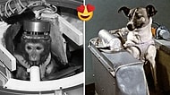 Uzayın En Sevimli Misafirleri! Test Amaçlı Uzaya Gidip Tarihe Adını Yazdırmış 15 Astronot Hayvan