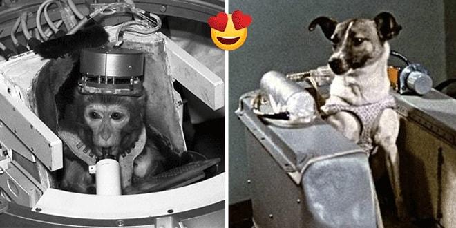 Uzayın En Sevimli Misafirleri! Test Amaçlı Uzaya Gidip Tarihe Adını Yazdırmış 15 Astronot Hayvan