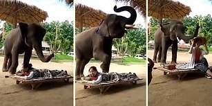 Müşterilerine Mükemmel Bir Masaj Deneyimi Sunan Fil: Dumbo
