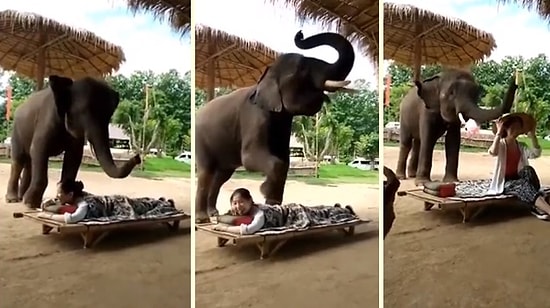 Müşterilerine Mükemmel Bir Masaj Deneyimi Sunan Fil: Dumbo