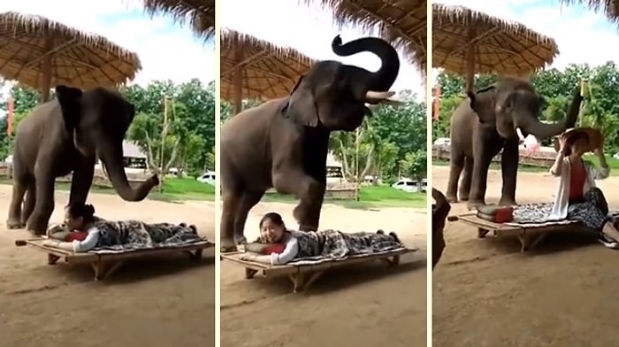 Müşterilerine Mükemmel Bir Masaj Deneyimi Sunan Fil: Dumbo