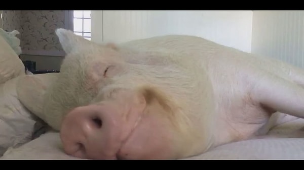 1. Знаете, сколько длится оргазм у свиньи?