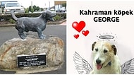 Saldırı Altındaki Çocukları Savunmak Uğruna Canından Olan Kahraman Köpek George'un Heykeli Dikildi!