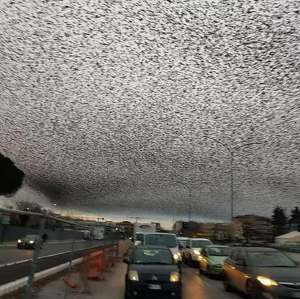 12. Нашествие скворцов в Риме выглядит как апокалипсис. Представьте, что с вами было бы, если бы вы оказались там