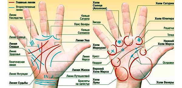 4. Найдите линию сердца на своей преобладающей руке. Где она начинается?