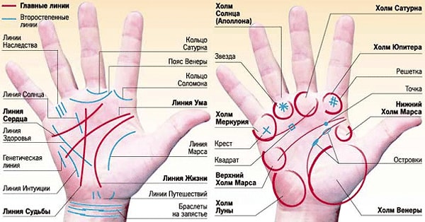 7. Найдите линию судьбы на своей преобладающей руке. Какая она?