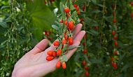 Faydaları Say Say Bitmiyor! Goji Üzümünü Denediniz mi?