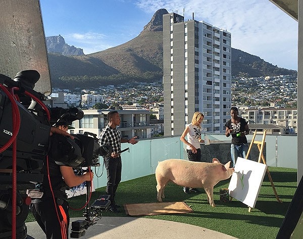 12. Хозяйка всячески поощряет свою подопечную. Она создает все условия для работы хрюшки, вплоть до того, что завела страничку в Instagram, на которой выкладывает все ее работы