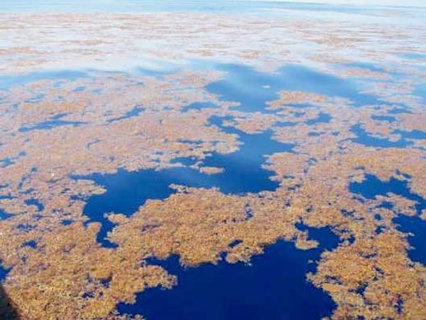 11. Какое море является единственным не имеющим берегов?