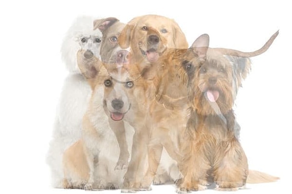 1. Итак, какую породу собак вы увидели на этой картинке первым делом?