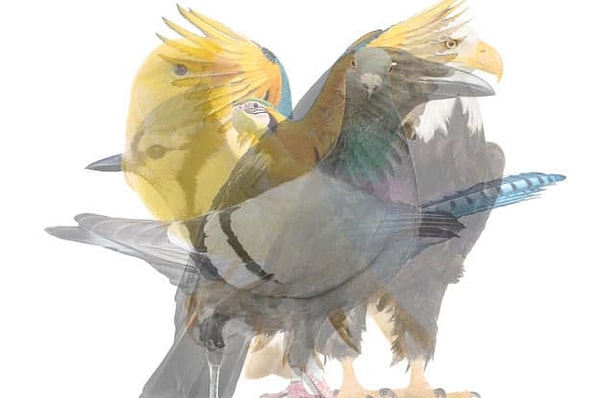 2. А какую птицы вы увидели сразу же?