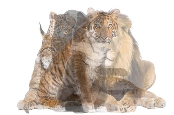 3. Что скажете?