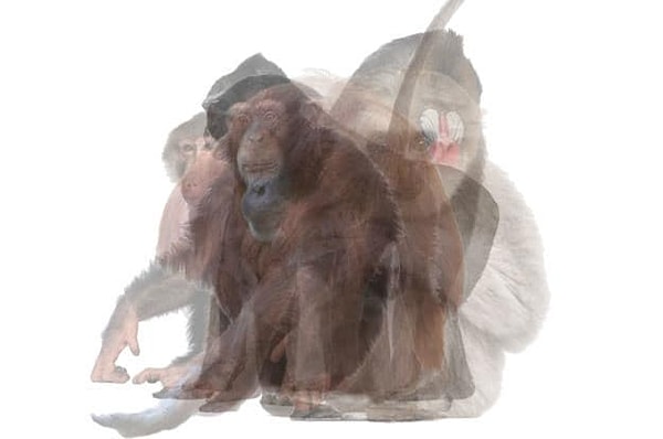 4. Кого из приматов вы увидели первым на данном фото?