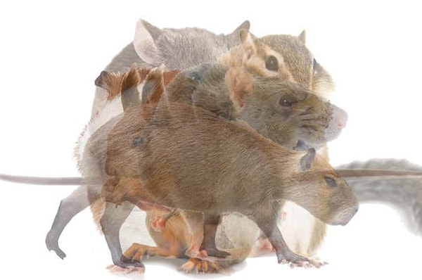 5. Какого грызуна вы увидели в первую очередь на этой картинке?