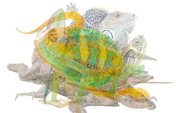 6. И последнее: какую рептилию вы увидели первым делом?