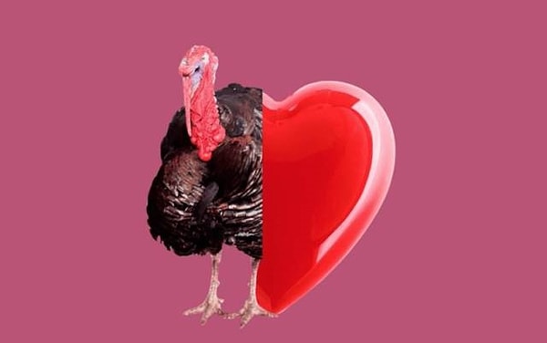 3. Оказывается, индюки тоже могут краснеть от волнения.