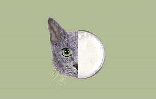 6. У взрослых кошек развивается непереносимость лактозы после отъема от груди матери. То есть, давая кошке молоко, вы причиняете ей больше вреда, чем пользы.