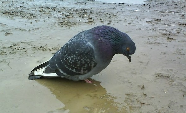 11. В 2014 году китайское правительство проверило анусы 10 тыс. голубей, ища там бомбы, которые могли подорвать (в прямом и переносных смыслах) празднование Дня образования КНР.