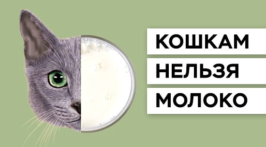 Факты, которые сделают ваш мозг чуточку больше, а некоторые еще и развеселят