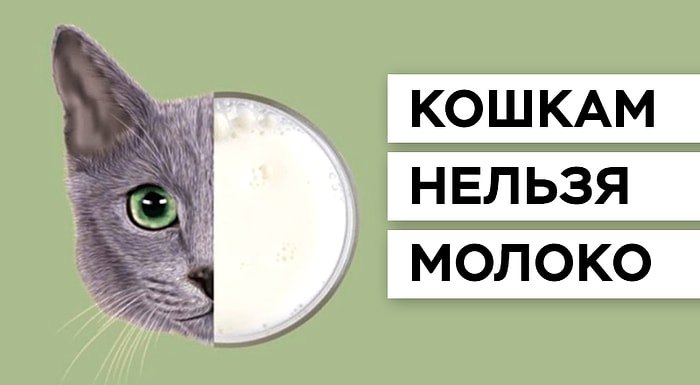 Факты, которые сделают ваш мозг чуточку больше, а некоторые еще и развеселят