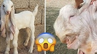 Görüldüğü Zaman ''Nesin Sen?'' Diye Sorma İhtiyacı Hissettiren Birbirinden İlginç 20 Hayvan