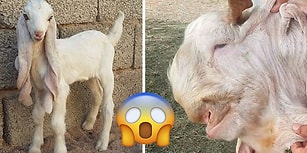 Görüldüğü Zaman ''Nesin Sen?'' Diye Sorma İhtiyacı Hissettiren Birbirinden İlginç 20 Hayvan