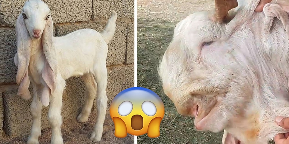 Görüldüğü Zaman ''Nesin Sen?'' Diye Sorma İhtiyacı Hissettiren Birbirinden İlginç 20 Hayvan