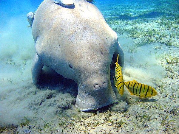 13. Kızıl Deniz ve Hint Okyanusu sularında yaşayan ve bitkiyle beslenen bir çeşit memeli hayvan; dugon: