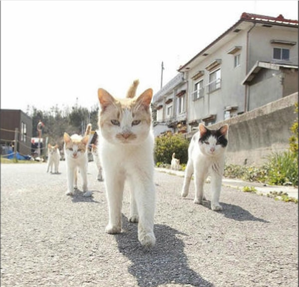 3. Из крутых уличных котов...