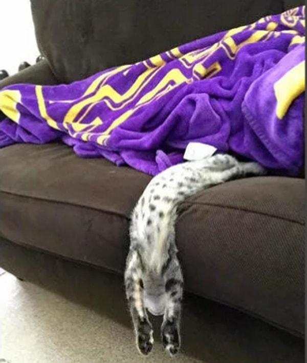 4. Из ленивого жидкого кота...