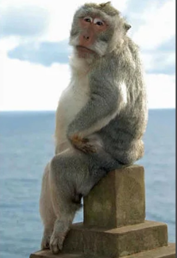 6. Из обычной фотогеничной обезьянки...