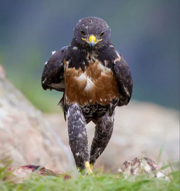 12. Из брутального ястреба с крутой походкой...