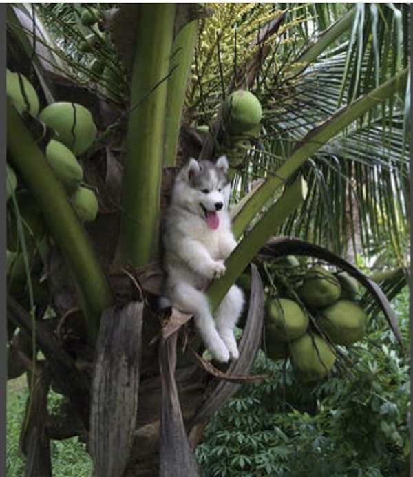 14. Из веселого хаски на кокосовом дереве...