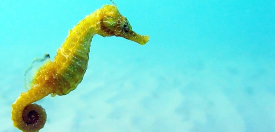 Тест: Достаточно ли вы умны, чтобы справиться с тестом на знание морских животных?