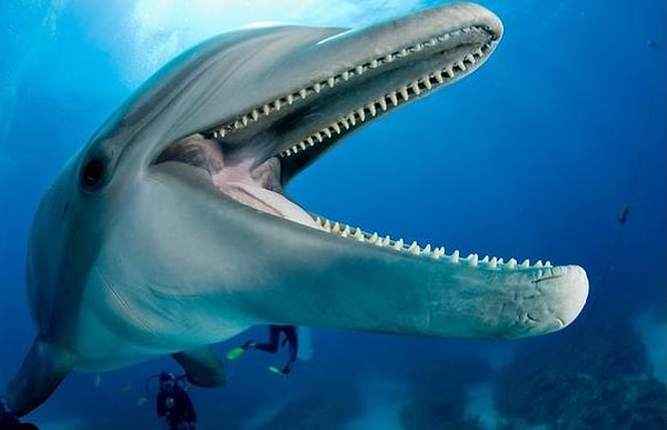 1. Почему дельфины спят с одним открытым глазом?